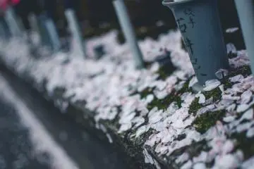 <p>One of my favorite parts about the cherry blossom season is that it isn't over when the petals begin to fall. Even on the ground these petals are lovely, particularly on a bed of green moss which can often be found at temples such as Zojoji.</p>