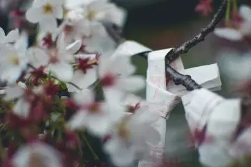 <p>These omikuji (basically fortunes) have been left tied to cherry blossom trees around Zojoji.</p>