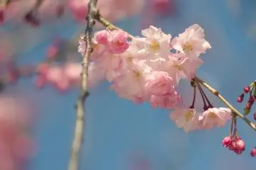 비록 요시노 유형의 벚꽃이 가장 유명하긴 하지만, 많은 종류의 벚꽃이 있고, 시바코엔 근처에서 이 꽃들 중 일부를 볼 수 있다