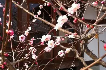 Weeping plum in flower