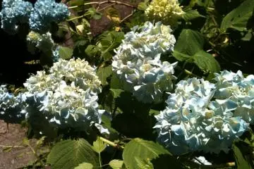 Greeting Flowers at the entrance