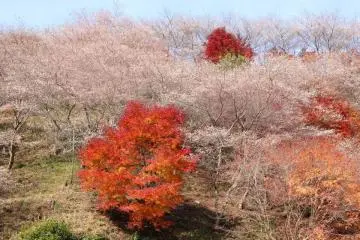 <p>สีแดง กับ สีชมพู ช่างเป็นส่วนผสมที่ลงตัวจริงๆ</p>