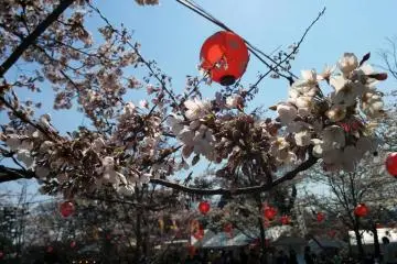 Pemandangan dekat dari beberapa pohon sakura. Lampion akan menyala di malam hari.
