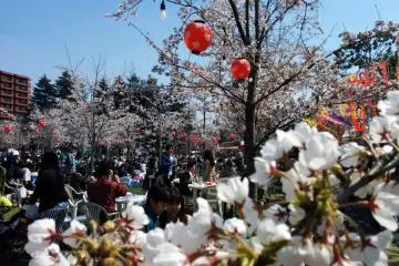 Bunga Sakura di Nishikoen Sendai