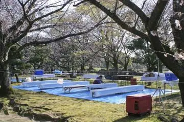 Algunas personas se toman el hanami muy seriamente