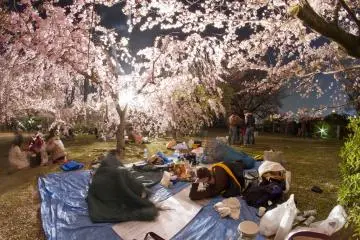 Si vas preparado con ropa extra, cobijas y bebidas calientes, el hanami por la noche es una experiencia completamente diferente