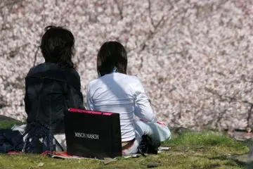 La gran intensidad de las flores de sakura en su apogeo es una experiencia inolvidable