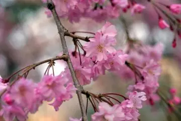 Estas rosas y alineadas flores se ubican dentro del castillo y a lo largo de sus muros