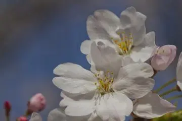 Hanami en las ruinas del Castillo Fukuoka [Cerrado]