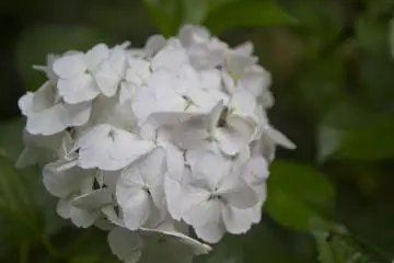 <p>Pure white hydrangeas</p>