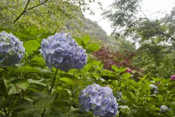 <p>Vivid colors of early summer</p>