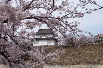 Photo:  sakura – <a href="https://www.flickr.com/photos/osakajock/230635169/in/photolist-mo4Nr-reCa5y-s145u2-rZVCgG-ruHFrc-9xjzzK-4CxFin-br15rf-FLtHJH-rk2npC-rig1Bg-dwmrQb-68dh94-Fi1XK-bJYeDr-dwmsZG-4CCdfY-6ebNFV-qEMKfR-e236o7-9cVX8Q-a16dWp-bEh22T-4CBYff-s288Uk-bqZE9o-4CBXx7-rk1nvw-bqZFXW-kE6Eq2-rk6Aba-brBiVS-moA6Gp-9qRCUj-bqZDDy-9xnywj-mozkQ8-Fi22i-6sWHmf-bqZZfs-9PfNbw-kPA9RF-DvjHFj-dZUEVE-7T8KQk-kq2aki-9qRCUb-rBsX3q-dZNV4p-9cVXhm" target="_blank" rel="noreferrer noopener nofollow">glasgow's finest</a> / <a href="https://creativecommons.org/licenses/by-sa/2.0/" target="_blank" rel="noreferrer noopener nofollow">CC BY-SA 2.0</a>
