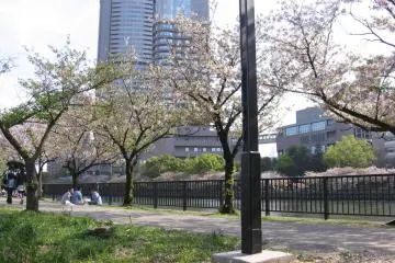 Waning sakura in Kema Sakuranomiya Koen