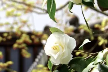 <p>White camellia near the entrance</p>