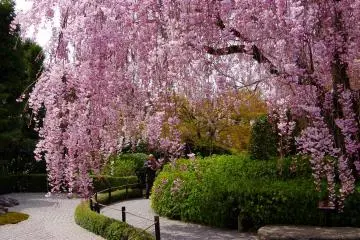 <p>Gorgeous weeping cherry tree in Taizo-in Temple</p>