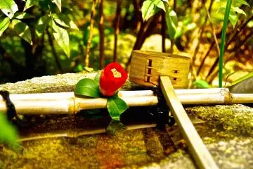<p>Water basin with a red camellia</p>