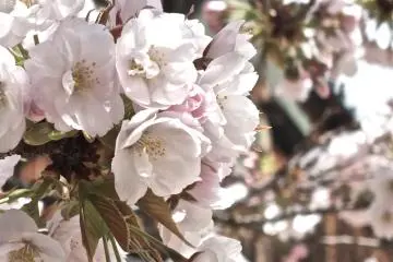 <p>Cherry blossoms with building in background at Nijo-jo Castle, Kyoto</p>