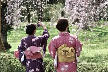 <p>There are many women in kimono enjoying the sakura</p>