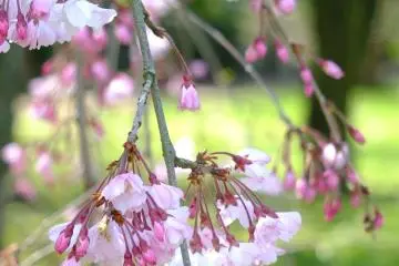 <p>Weeping cherry tree and the green grass of a field beyond</p>