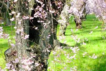 <p>A row of weeping cherry trees</p>