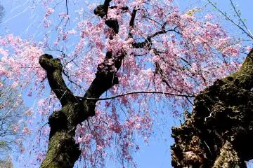 <p>Dramatic contrast of black, pink, and blue</p>