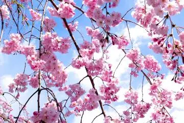 <p>There are many different types of cherry trees in the Nijo-jo Castle grounds</p>