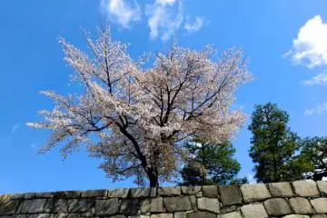 <p>A beautiful cherry tree perched at the top of a moat wall, Nijo-jo&nbsp;Castle, Kyoto</p>