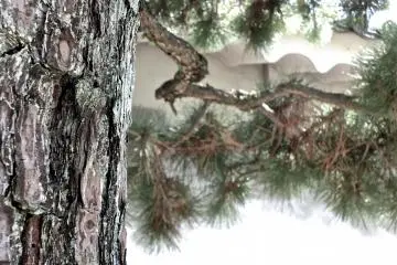 <p>Nijo-jo Castle also has some beautiful pine trees</p>