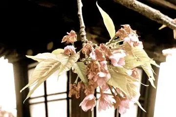 벚꽃과 등불