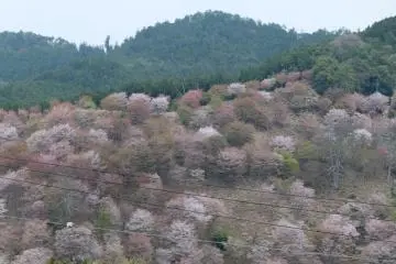 <p>หุบเขาซากุระ</p>