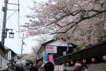 <p>บรรยากาศของถนนคนเดิน มีต้นซากุระอยู่ตลอดทาง</p>