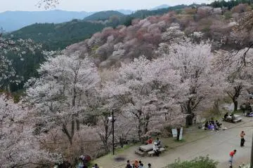 <p>บรรยากาศของผู้คนที่มานั่งชมซากุระ</p>