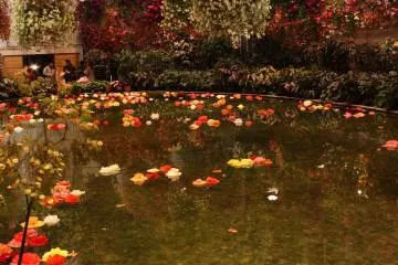<p>สระน้ำใน Begonia Garden</p>