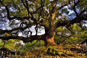 An age-old tree guards the temple entrance.