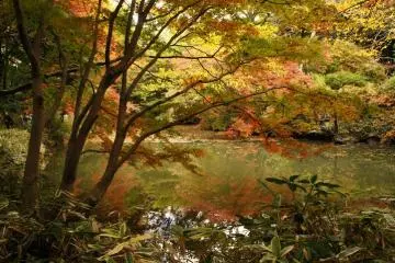 Rikugien in autumn