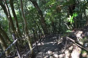 Venturing into the Woods