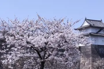 <p>ซากุระและปราทาสโอซากา</p>