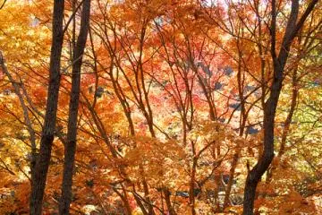 Fall colors.
