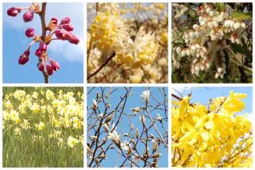 Early spring buds and blooms.