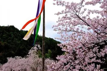 벚꽃과 다섯가지 색깔의 줄무늬