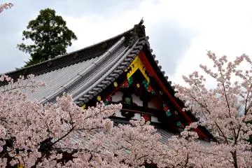 비사몬도 벚꽃