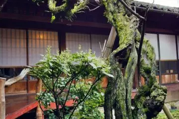 The inner garden