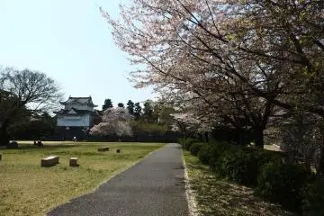 <p>ซากุระที่สวนภายในปราสาท</p>