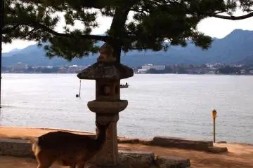 <p>บนเกาะเต็มไปด้วยกวางมากมาย แต่อย่าไปให้อาหารเชียวนะ&nbsp;</p>