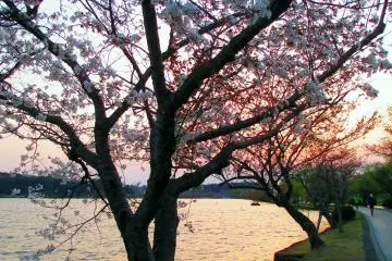 <p>Path at Senba-ko lined with cherry trees &nbsp;</p>