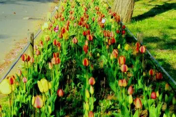 <p>Colours of Spring</p>