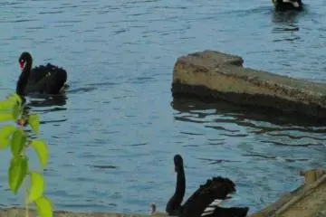 <p>Protective Mother</p>