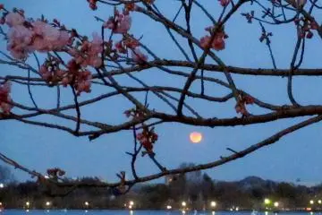 <p>Blood Moon</p>