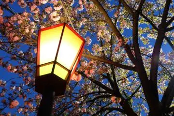 <p>ซากุระยามตะวันพลบก็สวยไปอีกแบบ</p>
