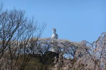 언덕 꼭대기에 있는 평화의 여신상, 그리고 꽃이 피는 벚나무